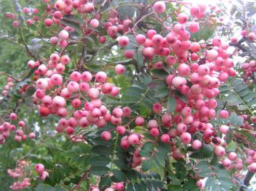 Rosa Frucht-Eberesche - rosa Beeren