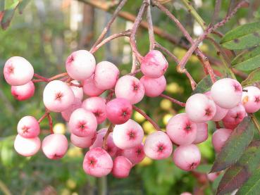 Hübsche Beeren der Rosa Frucht-Eberesche