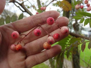 Sorbus vilmorinii - Früchte im Herbst