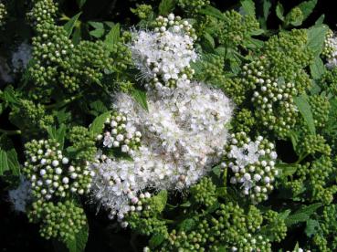 Weiße Zwergspiere - Spiraea japonica Albiflora