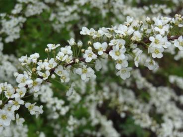 Brautspiere - Spiraea arguta