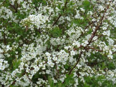 Spiraea arguta in Blüte