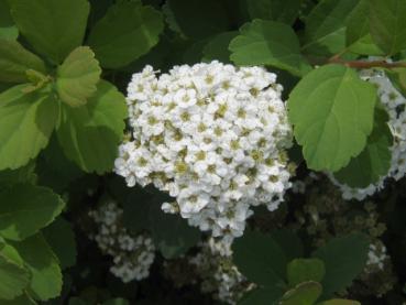 Spiraea betulifolia - Birkenblättrige Spiere