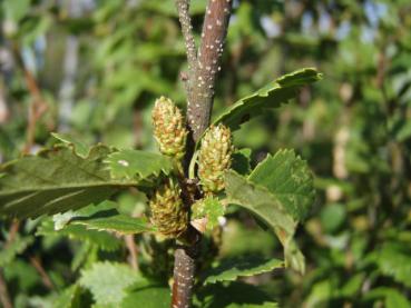 Strauchbirke - Betula humilis