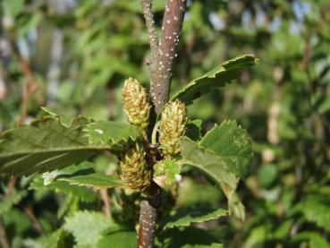 Betula humilis - Strauchbirke