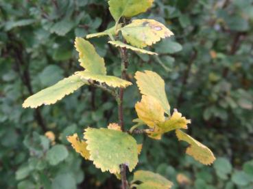 Betula humilis mit der Herbstfärbung