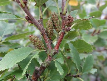 Betula humilis