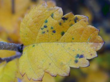 Goldgelbes Herbstlaub bei Betula humilis