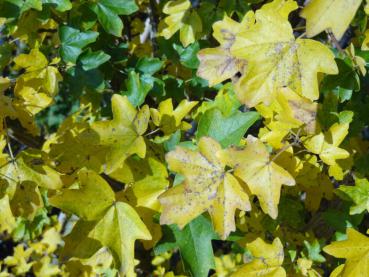 Feldahorn, Acer campestre mit gelber Herbstfärbung