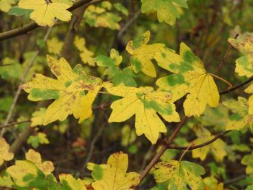 Herbstfärbung beim Feldahorn