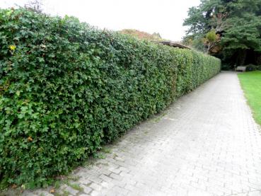 Dichte Hecke aus Feldahorn