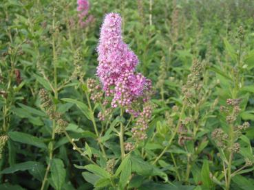 Die Kolbenspiere, Spiraea billardii Triumphans blüht rosa.