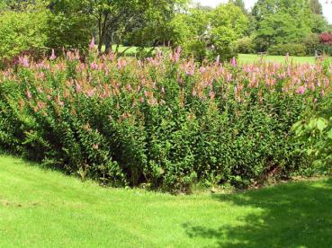 Anpflanzung mit Spiraea billardii Triumphans