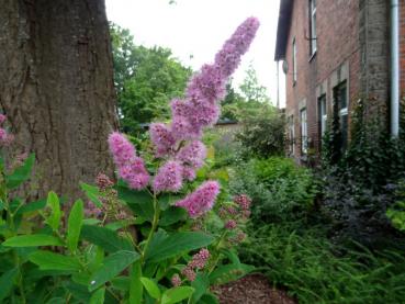 Spiraea billardii Triumphans blüht im Juli.