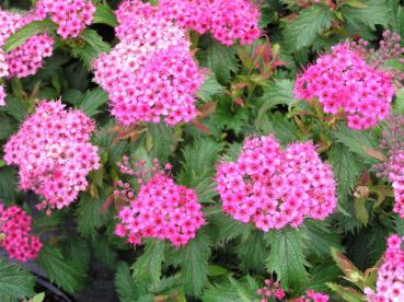 Spiraea japonica Crispa