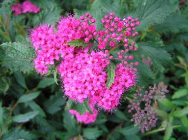 Rosarote Blüte der Spiraea japonica Crispa