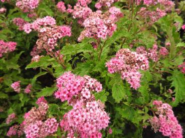 Rosa Blüten und krause Blätter - Krauser Spierstrauch