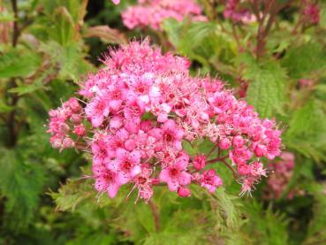 Die Spiraea japonica Crispa - eine rosablühende Zwergspiere