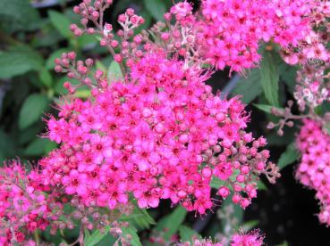 Roter Spierstrauch Darts Red - Spiraea japonica Darts Red