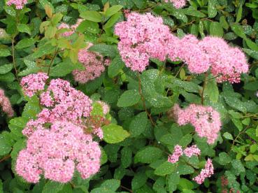 Spiraea callosa - Halbhohe Spiere