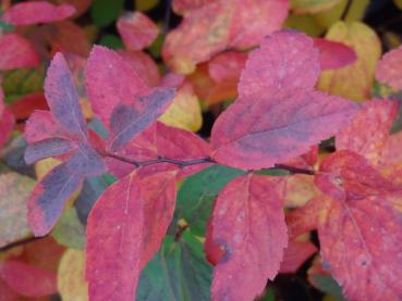 Spiraea callosa im leuchtenden Herbstkleid