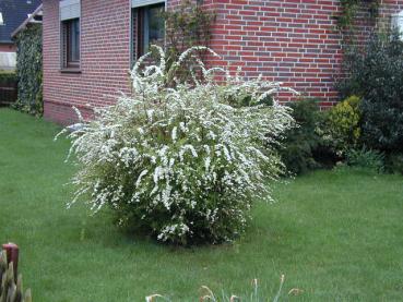 Spiraea cinerea Grefsheim - Frühe Brautspiere