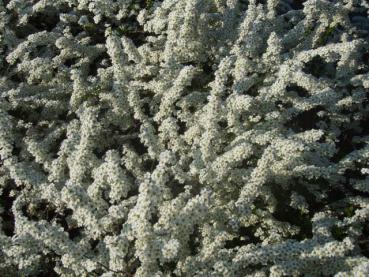 Blütentrieb von Spiraea cinerea Grefsheim