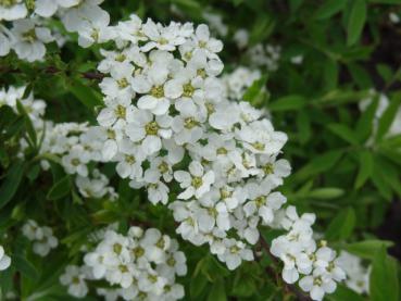 Blüte von Spiraea cinerea Grefsheim, Frühe Brautspiere