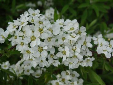 Blüte von Spiraea cinerea Grefsheim, Frühe Brautspiere