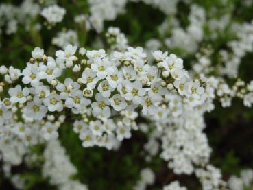 Blüte von Spiraea cinerea im Detail