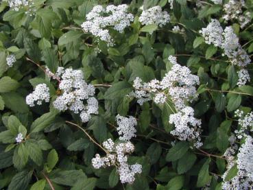 Krypspirea - Spiraea decumbens