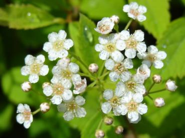 Detailaufnahme der weißen Blüte der Kärtner Spiere