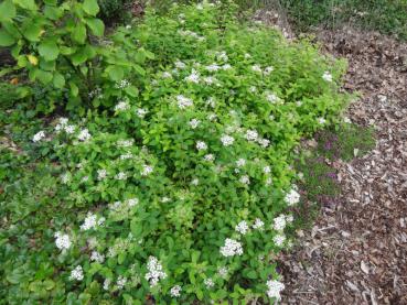 Spiraeae decumbens als Bodendecker