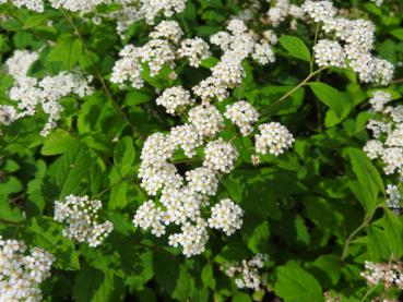 Weißblühende Spiraea decumbens