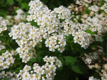 Kärtner Spiere: Reiche weiße Blüte