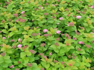 Amerikansk praktspirea, Rosa björkspirea - Spiraea densiflora