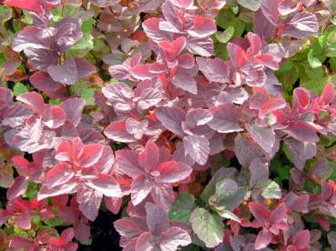 Beachtliche Herbstfärbung bei Spiraea densiflora