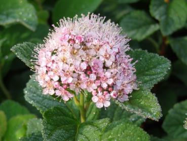 Blüte von Spiraea densiflora