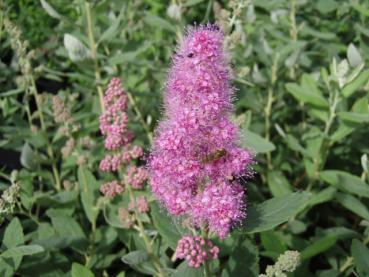 Spiraea douglasii - Silberspiere