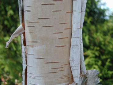 Betula jacquemontii