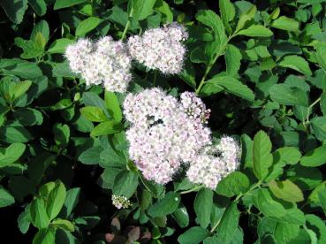 Koreanische Spiere - Spiraea fritschiana