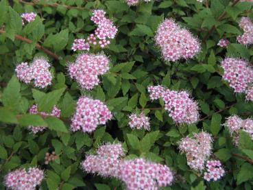 Zwerg-Spierstrauch - Spiraea japonica Alpina