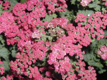 Spiraea japonica Bullata