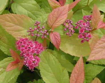 Goldspiere Firelight - Spiraea japonica Firelight