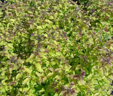 Spiraea japonica Firelight