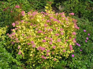 Gulbladig dvärgpraktspirea - Spiraea japonica Golden Princess