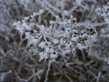 Spiraea japonica Golden Princess im Winter