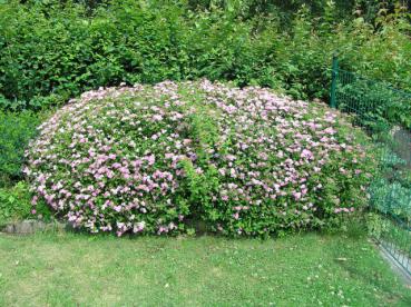 Rosa Zwergspiere Little Princess - Spiraea japonica Little Princess