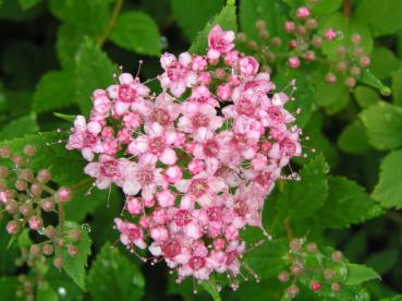 Rosa Blüten der Spiraea japonica Little Princess