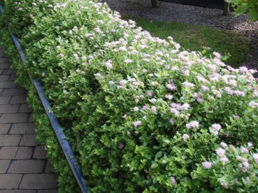 Spiraea japonica Little Princess als kleine Hecke gepflanzt